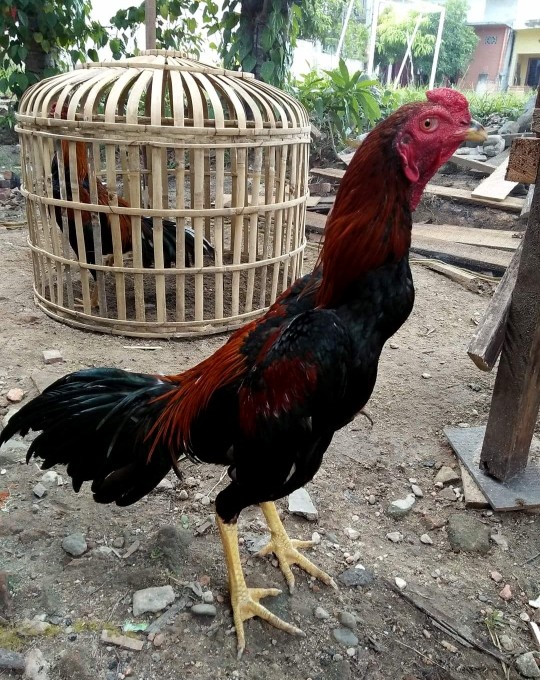 Cara Merawat Ayam Bangkok Aduan Muda Agar Kuat dan Sehat