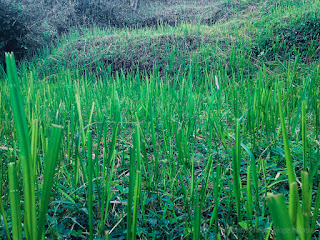 Close-up View Of Cut Grass In The Field At Banjar Kuwum, Ringdikit Village, North Bali, Indonesia