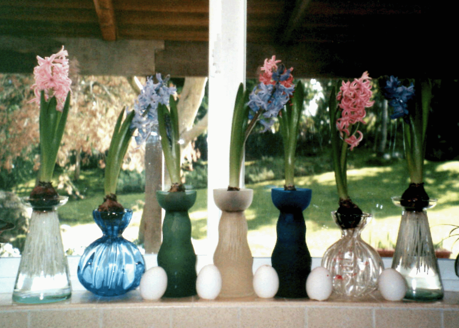 Eden By The Bay Forcing Hyacinth Bulbs