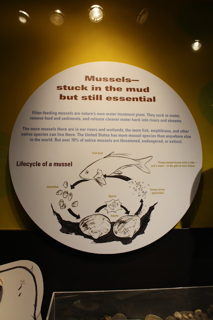 Life cycle of a mussel