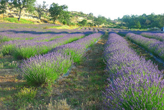 Nature, Fotografias de natureza, Castelo de Vide