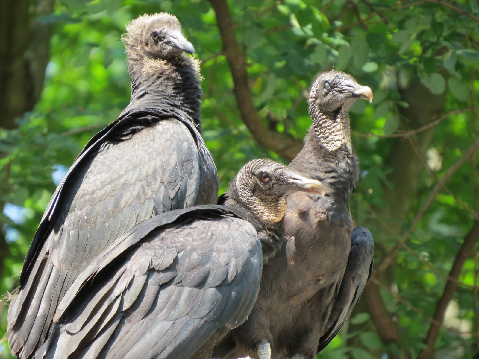 The Veblen House A Black Vulture Family Up Close at the Veblen Cottage