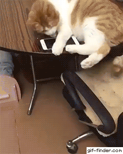 Funny cats - part 331, cat pictures, funny cat images, cute cat gif