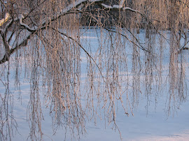 Rimfrost i hängbjörk, januari 2013