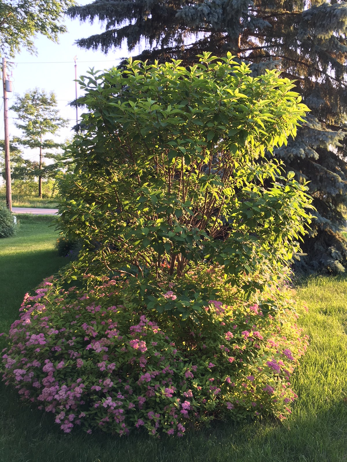 Bonsai Beginnings Little Princess Spirea