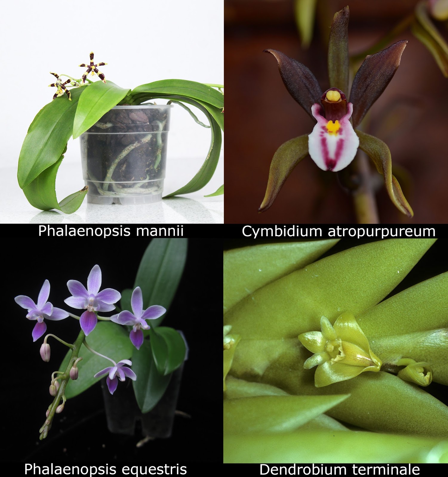 Maria's Orchids March Orchid Science Orchids in Medicine