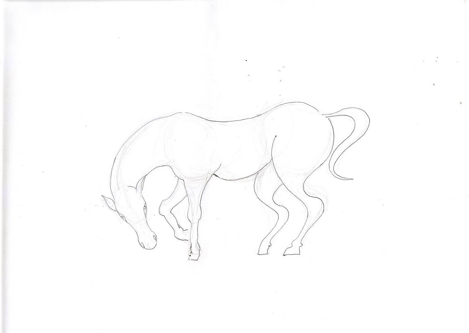 Gambar Gambar Hitam Putih Hewan Kuda Jantan Rambut Cat Sketsa Yuk