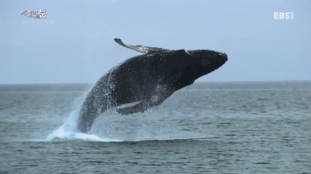 범고래 Vs혹등고래 | 인스티즈