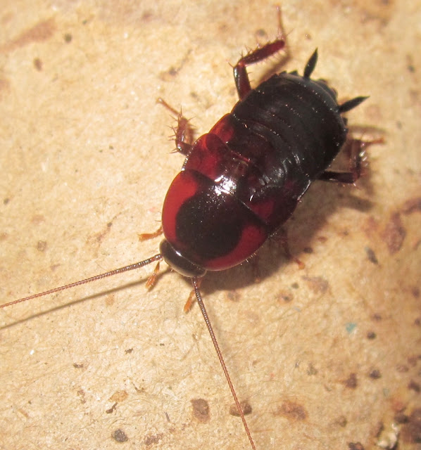 Invertebrate Dude: Isopods & African Bullet Roaches