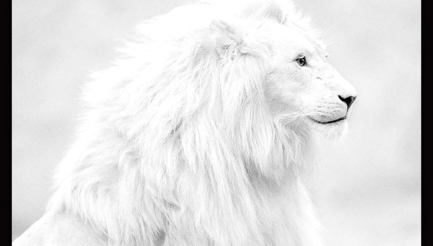 2256421 white lion wallpaper How South Africa
