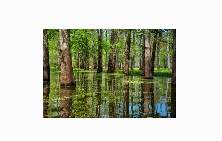 Rawa Pengertian Ciri Pembentukan Jenis Manfaat