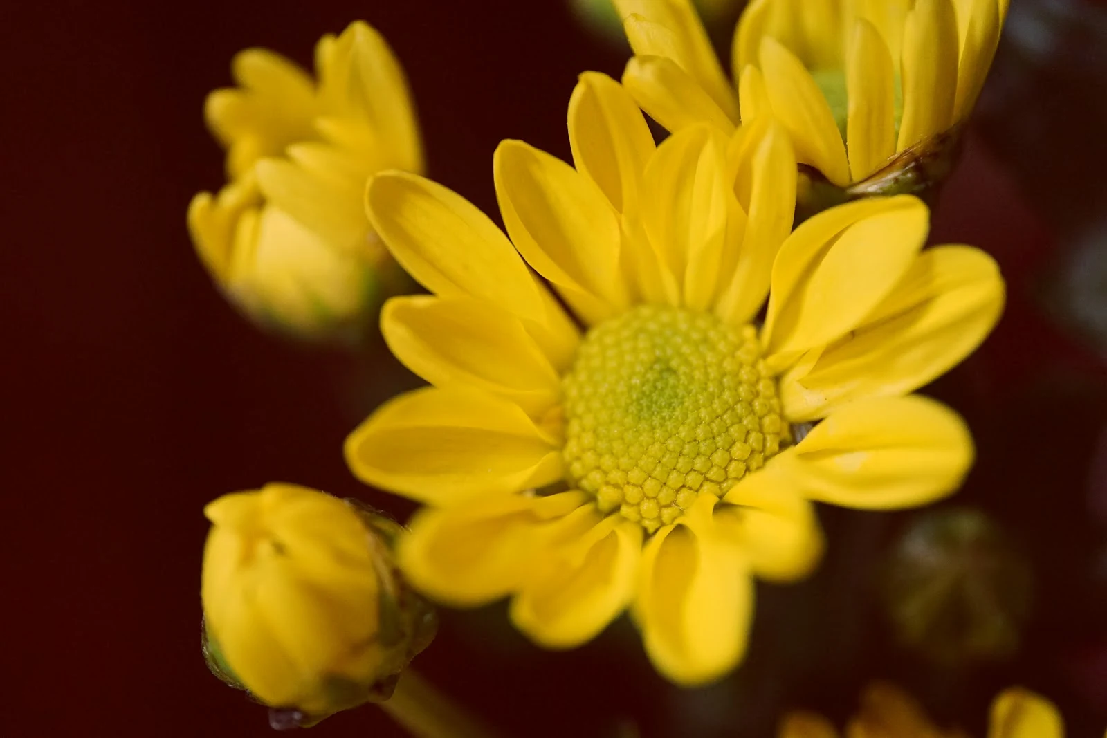 黄色の小さめの花