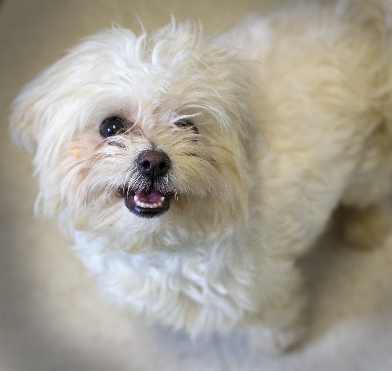 Shelter Dogs of Portland "SNOWFLAKE" teenage Maltese/poodle mix