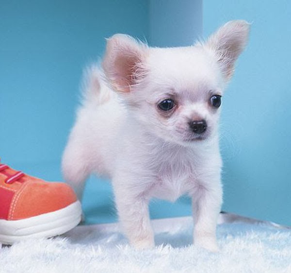 teacup chihuahua mini chihuahua different breeds of