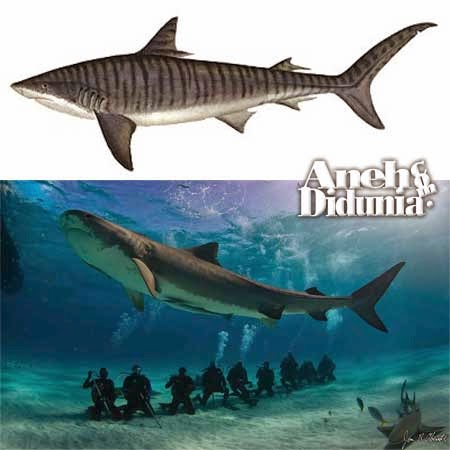 Ikan Hiu Terbesar Di Dunia - Berita Aneh dan Unik Terbaru