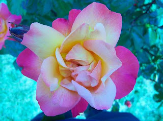 Wallpaper de Flores ~ Links da WEB