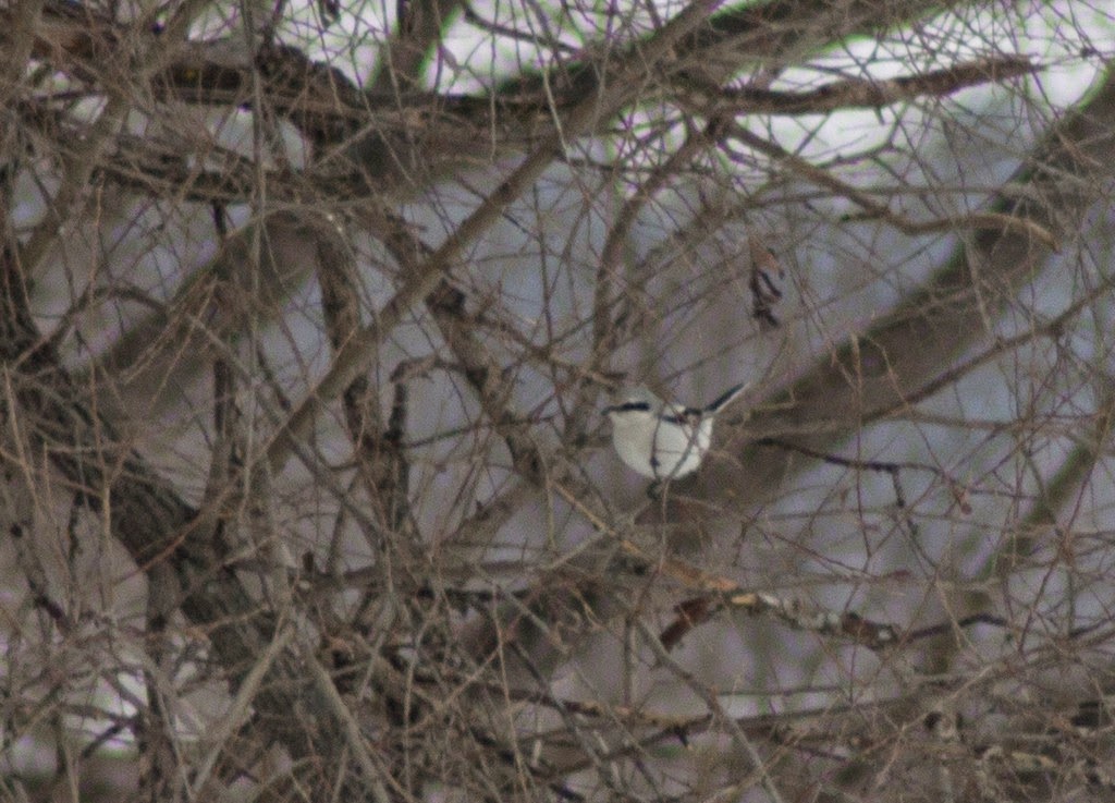 астраханский заповедник кряква. птицы чехова. щелковский район птицы. миграция птиц на юг. двухцветная дроздовая мухоловка.