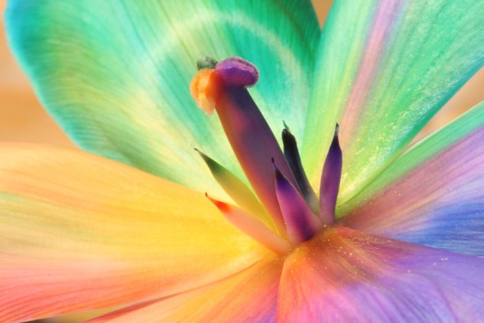 Flores de colores con colores del arco iris. 