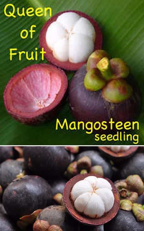 How to Grow a Healthy Mangosteen, Growing Mangosteen From Seed