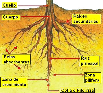 PARTES DE LA PLANTA: RAIZ