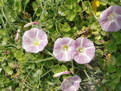 �������l�̃n�}�q���K�I