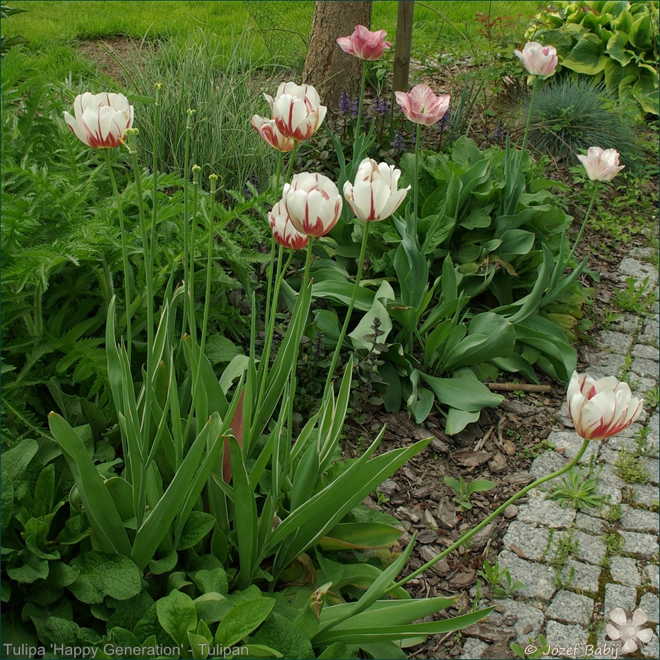 Plant Gallery - Encyklopedia Roślin: Tulipa ‘Happy Generation