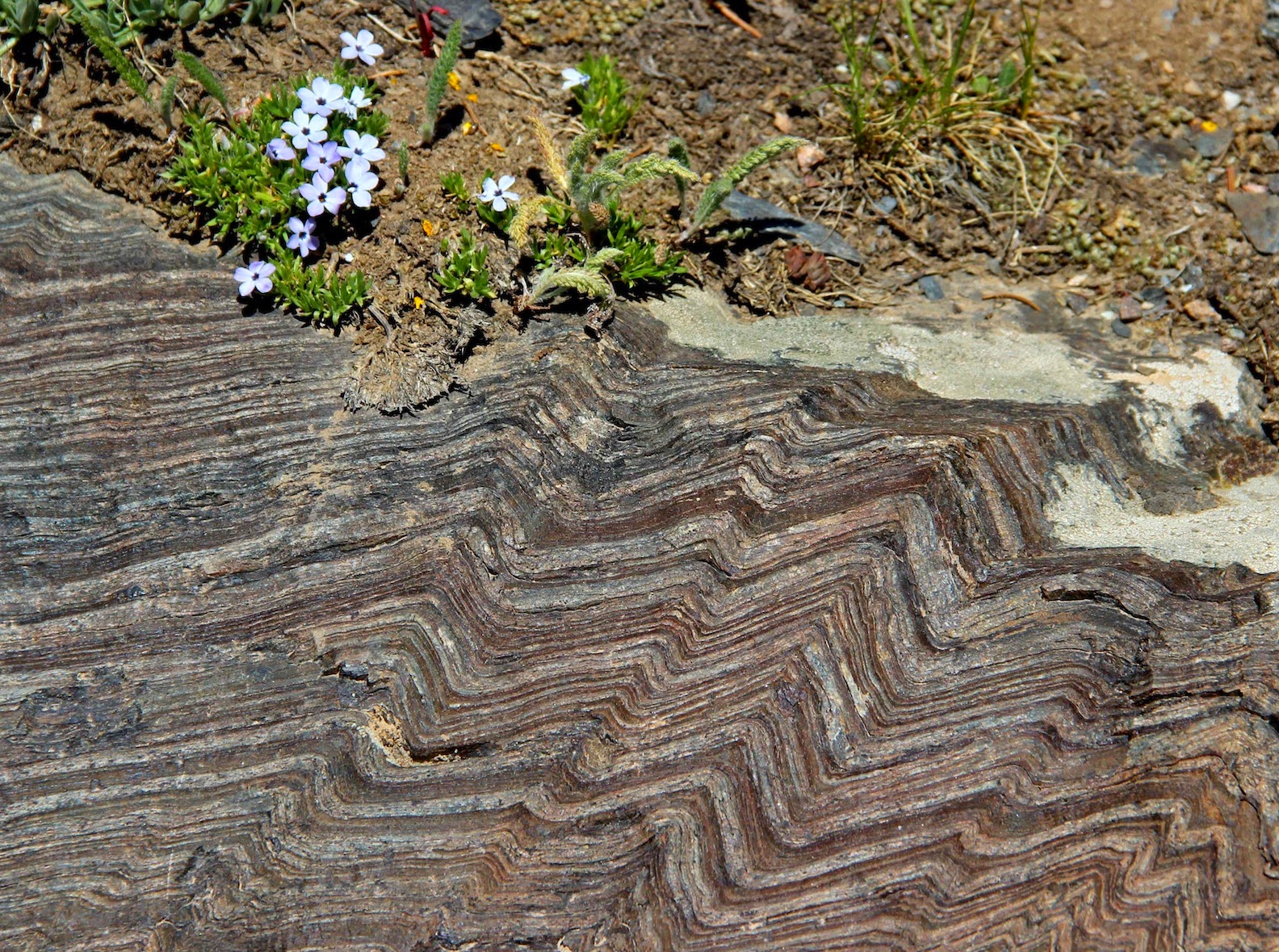 In the Company of Plants and Rocks Shear Beauty along the Highway