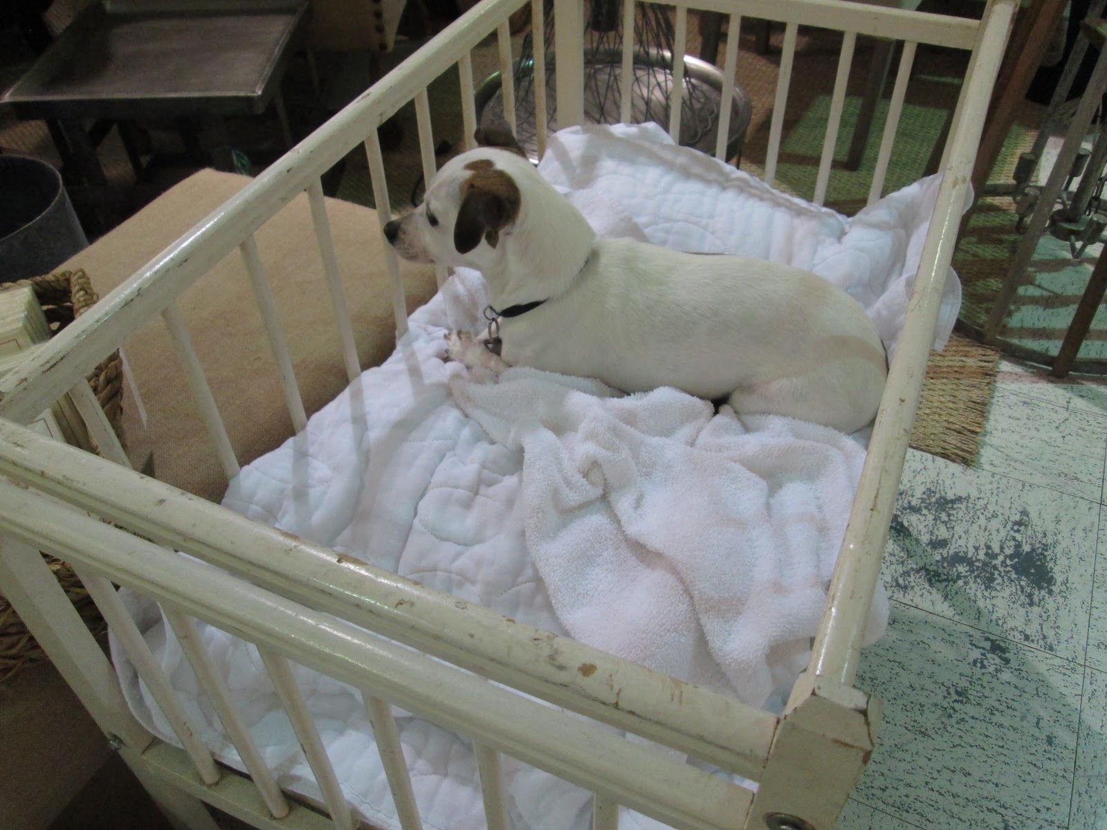 SCOTT'S AND MORE design indulgence