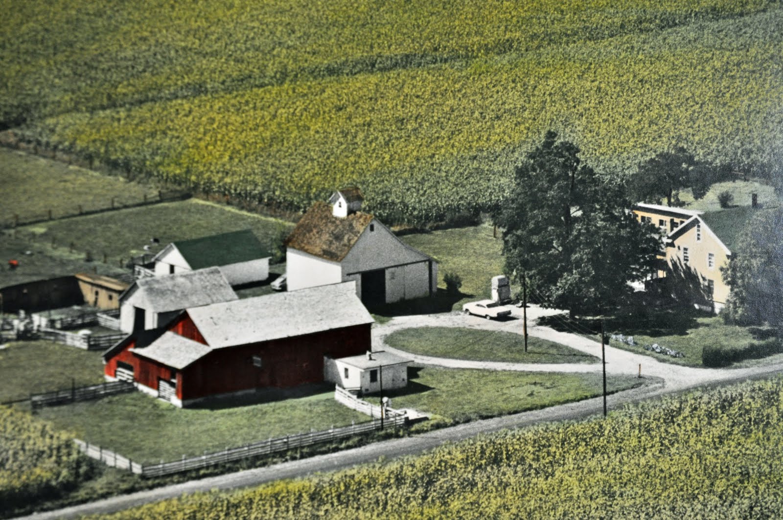 Wranglers and Ribbons Farm History and More!