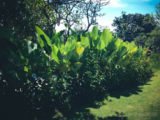 Green Leaves Of Garden Bird Of Paradise Or Strelitzia Reginae Garden In The Park