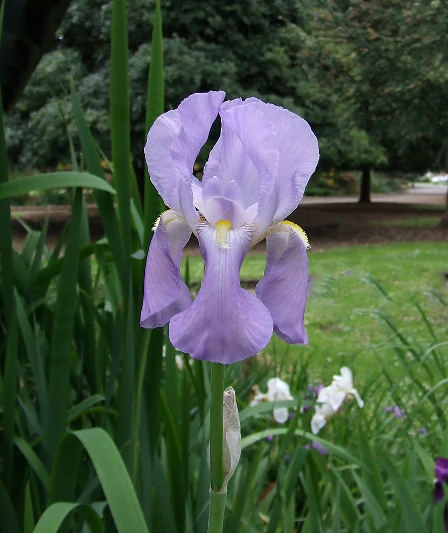 The 'GERMAN IRIS' HERITAGE IRISES