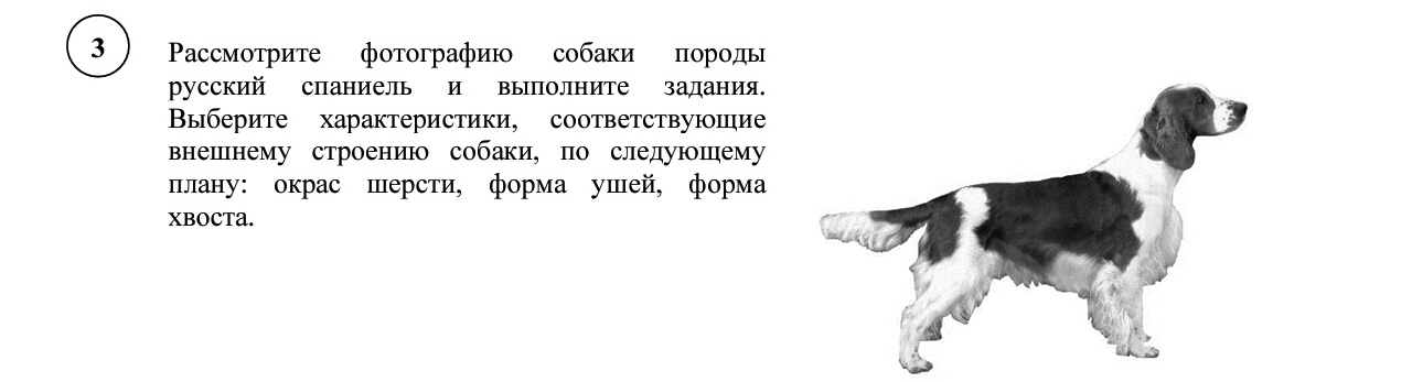 Спаниель размеры - MosRosa.ru