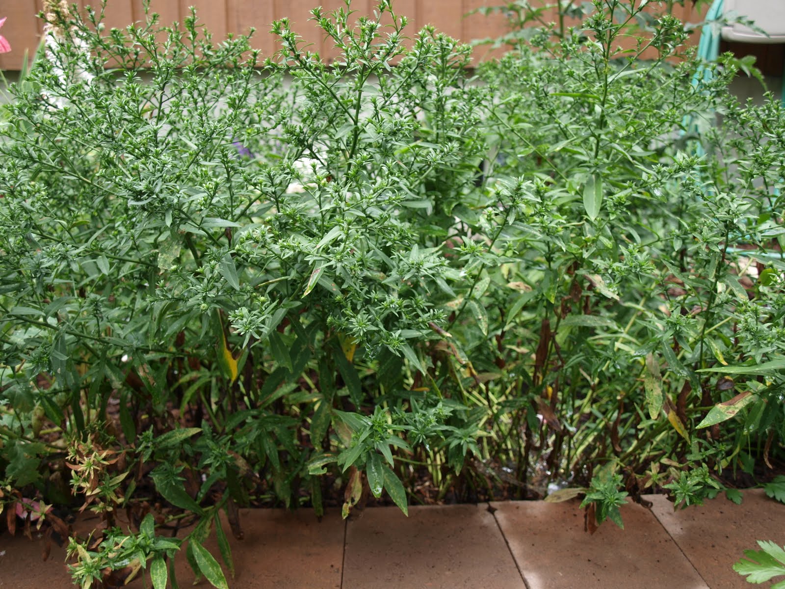 My Cottage Garden: Red Ants!