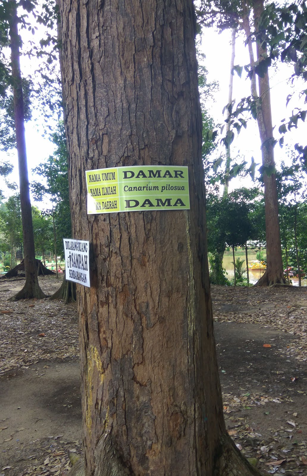 Pohon Damar