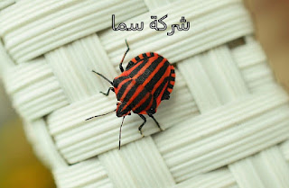 https://www.alsaraeya.com/%d8%b4%d8%b1%d9%83%d8%a9-%d9%85%d9%83%d8%a7%d9%81%d8%ad%d8%a9-%d8%ad%d8%b4%d8%b1%d8%a7%d8%aa-%d8%a8%d8%a7%d9%84%d9%85%d8%af%d9%8a%d9%86%d8%a9-%d8%a7%d9%84%d9%85%d9%86%d9%88%d8%b1%d8%a9/