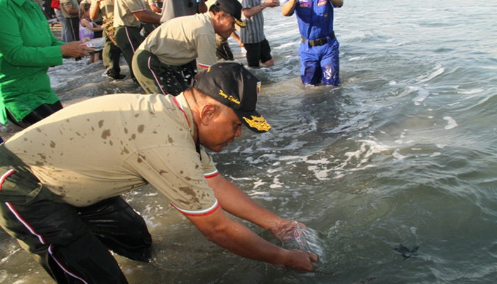 Pangdam Torry Lepas Ratusan Tukik di Pantai Kuta