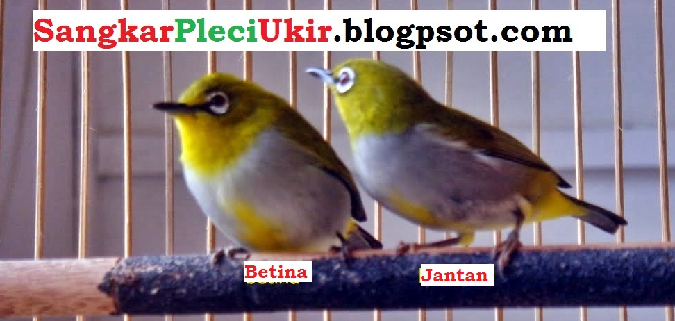 Cara Mudah Membedakan Pleci Jantan Dan Betina Sangkar Pleci Ukir