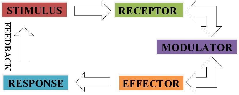 Stimulus Response