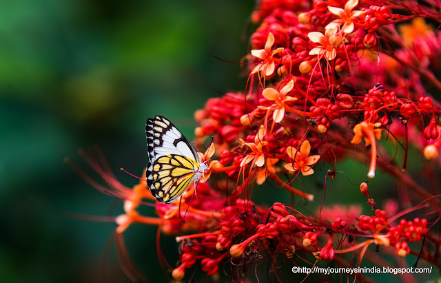 Butterfly Park at Bannerghatta National Park