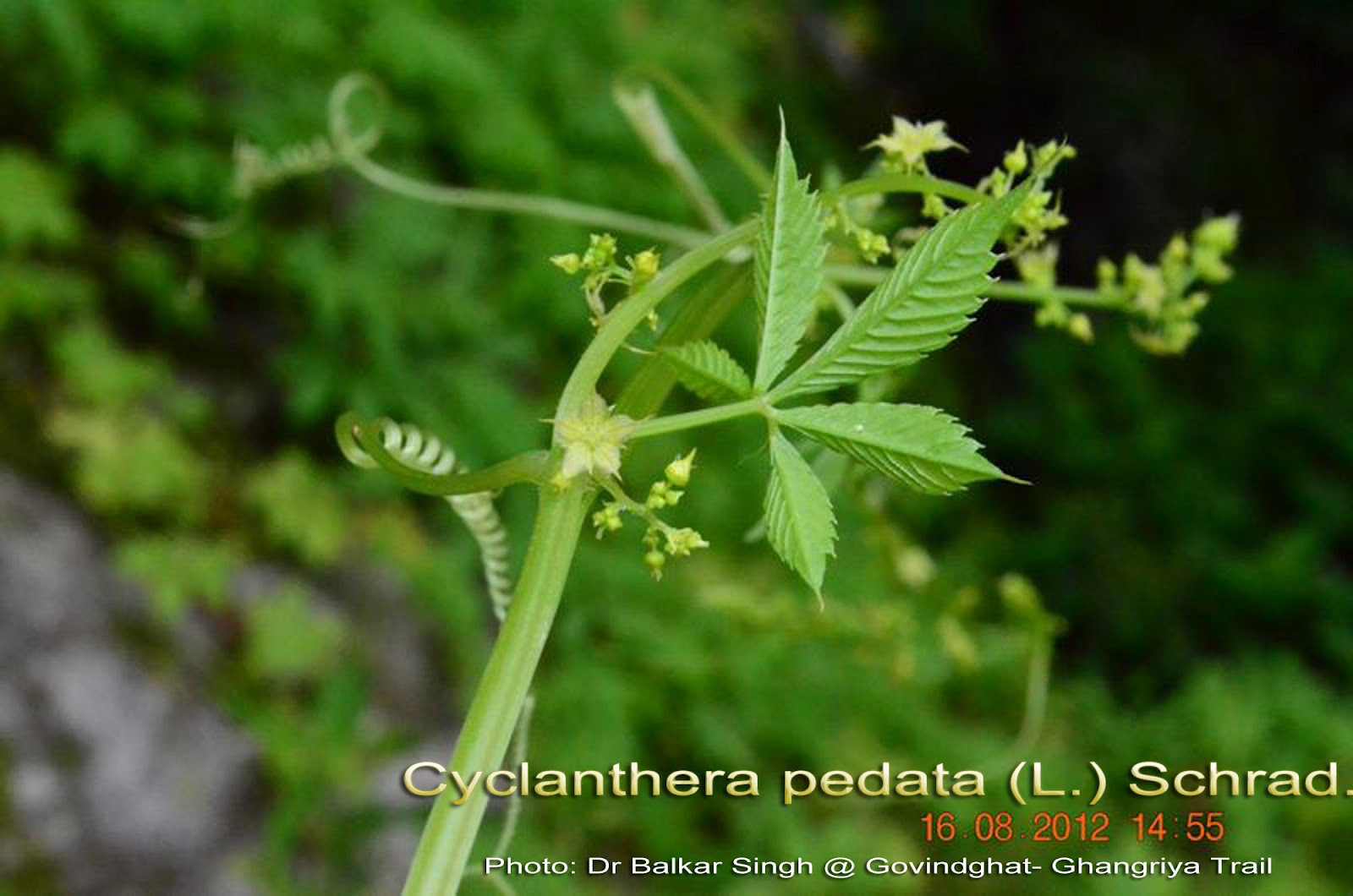 Medicinal Plants Cyclanthera pedata, grimpant