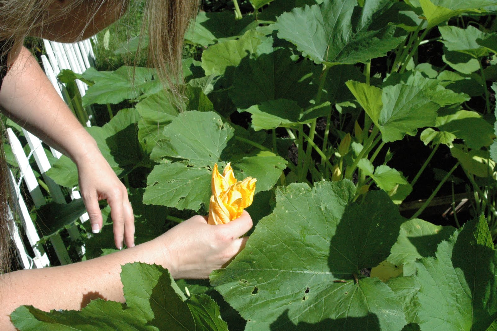 Pink Lady Garden Progress...Specifically Zucchini Blossoms!