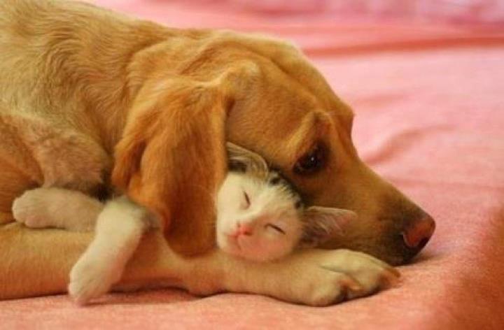 Cats And Parrots Get Along Cats And Parrots Get Along