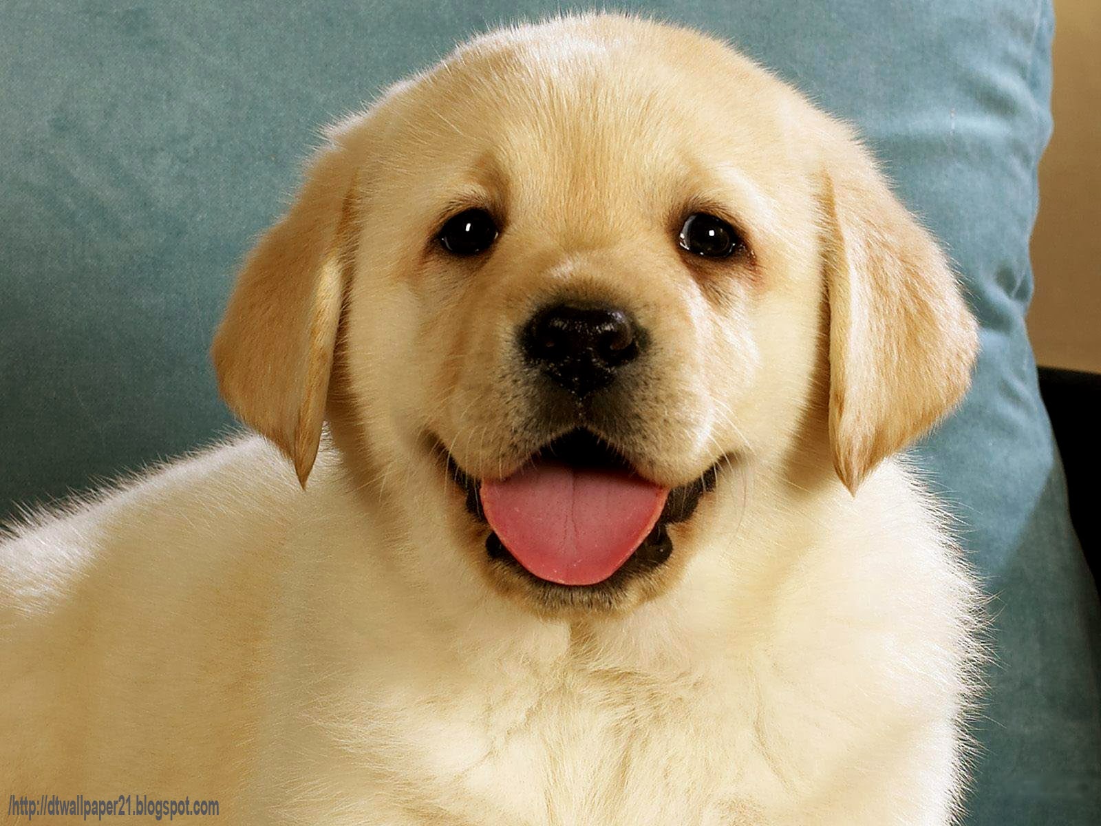 Desktop Wallpaper || Background Screensavers: Cute Dogs Puppy