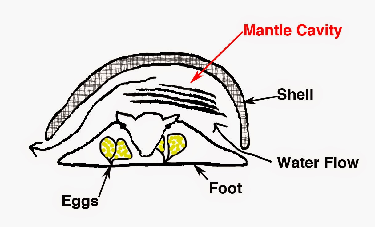 Adventures with Snails in Panamá Do Slipper Snails Really Brood in the