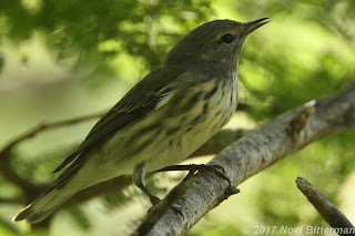 Yellow-rumped Warbler