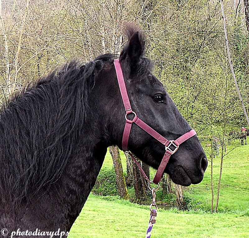 Photodiary 17 04 2016 A Day For Horse Lovers National Day Carriage Driving Events Demonstrations And Dressage At Vitrac Saint Vincent