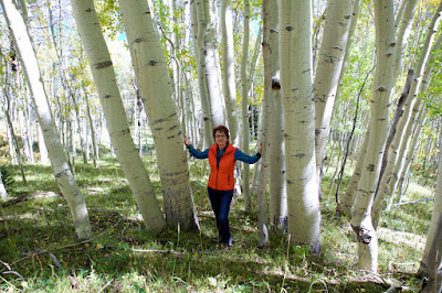 aspen trees