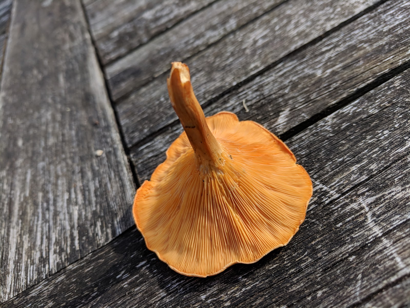 The Sunday Roaster Wild Mushroom Foraging How to tell Real