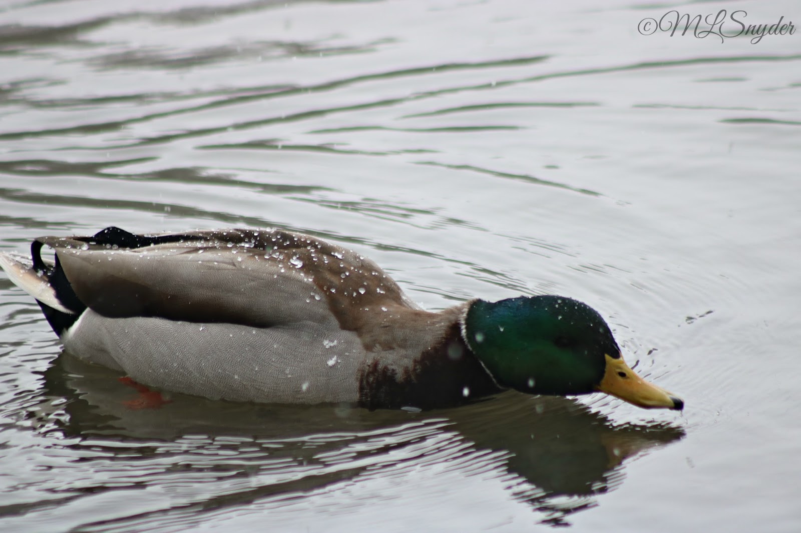 Grandparents & Grandchildren: Mallard Ducks in Winter