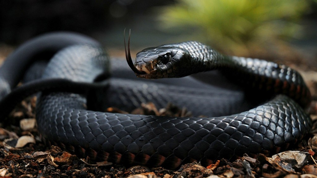 Top 10 Most Dangerous And Venomous Snakes Of The World The Wildlife